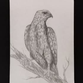 #91 Bird Watching by Erin Quarles, 12th Grade item