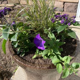 Customized Pot of Flowers for Porch item