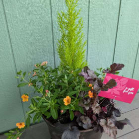 Garland Nursery seasonal planter + $10 gift card item