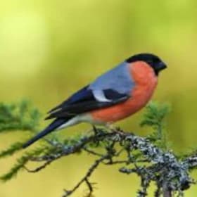 Family Nature Walk and Scavenger Hunt item