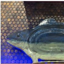 Item #9 - Pottery Fish platter item