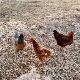 Get EGGY With It! item