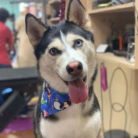 Full Groom from K & A Grooming item