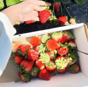 4 Tickets to Sweet Eats Fruit Farm item