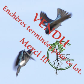 *SOLD* #155 - A direct donation without auction of $50 to BEC item