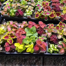 Coleus 36 ct flat item