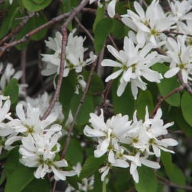Deux plants d’amélanchiers de chez LUPIN FRUIT item