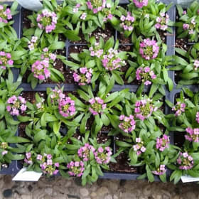 Alyssum--36 count flat--PINK item