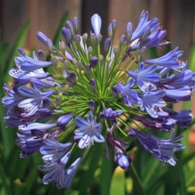 Agapanthus- Lily of the Nile, 1 Gallon item