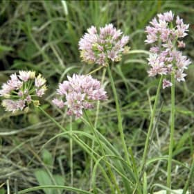 Allium- Native Texas White, 1 Gallon item