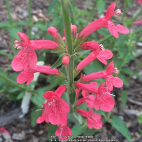 Betony- Texas, 4 Inch item