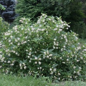 Buttonbush, Native, 3 Gallon item