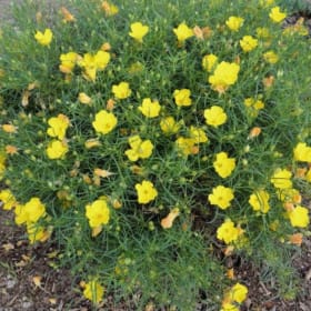 Calylophus- Texas Primrose, 1 Gallon item