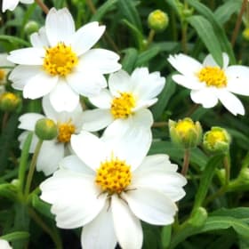 Daisy- Blackfoot, 4 Inch item