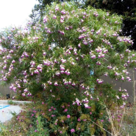 Desert Willow, 4 Inch item