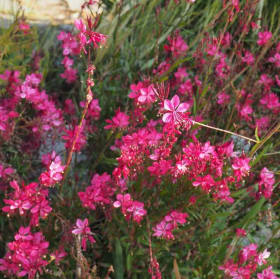 Gaura- Pink, 4 Inch item