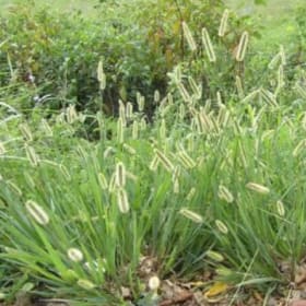 Grass- Knotroot Bristlegrass, 1 Gallon item