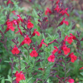 Sage, Red Autumn greggii, 4 Inch item