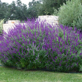 Salvia- Mexican Bush Sage, 1 Gallon item