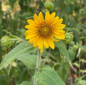 Sunflower- Hairy, 4 Inch item