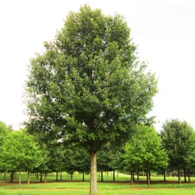 Tree- Oak, Nuttall, 3 Gallon item