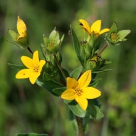 Yellow Star- Texas, 4.5 Inch item