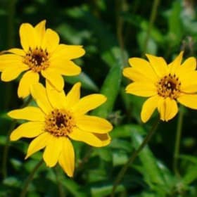 Zexmenia, 4 Inch item