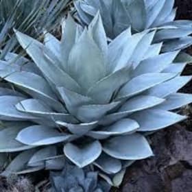 Agave- Frosty Blue, 1 Gallon item