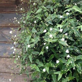 Hanging Basket Bridal Veil Jew item