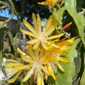 Hanging Basket Epiphyllum 'Gold Charm' item