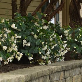 Begonia- Dragon Wing White, 4 Inch item