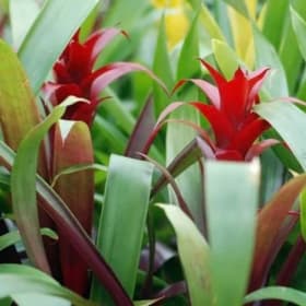 Bromeliad, Hardy, 1 Gallon item