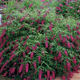 Buddleia, Attraction, 3 Gallon item