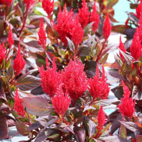 Celosia- Burning Embers, 4 Inch item
