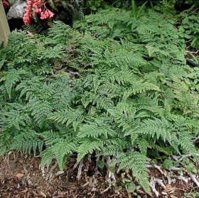 Fern- Davallia- White Rabbits Foot Fern, 1 Quart item