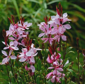 Gaura- Passionate Rainbow, 1 Gallon item