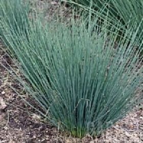 Grass- Blue Arrows, 4 Inch item