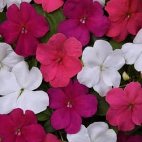 Impatiens- Beacon Portland Mix, 4 Inch item