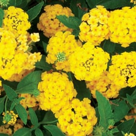 Lantana- New Gold, 4 Inch item