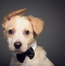 Pet session at Classic Kids item