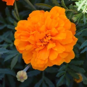 Marigold- Safari Tangerine, 4 Inch item