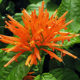 Mexican Honeysuckle, 3 Gallon item