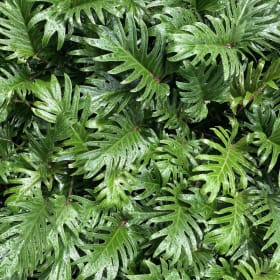 Philodendron, Xanadu, 3 Gallon item