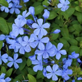 Plumbago- True Blue, 1 Gallon item