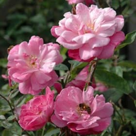 Rose- Pink 'Old Blush', 3 Gallon item