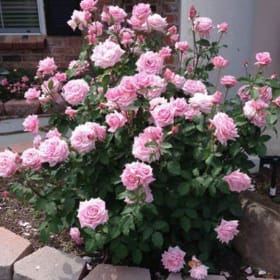Rose, Belinda's Dream, 3 Gallon item