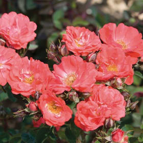 Rose, Drift - Coral, 3 Gallon item