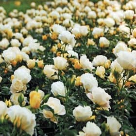 Rose, Drift - Popcorn, 3 Gallon item