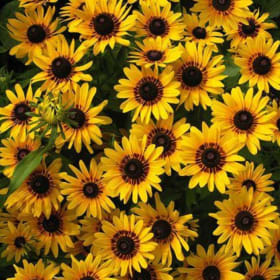 Rudbeckia- Denver Daisy, 4 Inch item