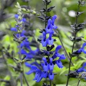 Salvia- Black & Blue, 4 Inch item